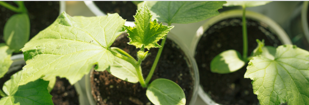The Must-Have Essentials for Budding Gardeners